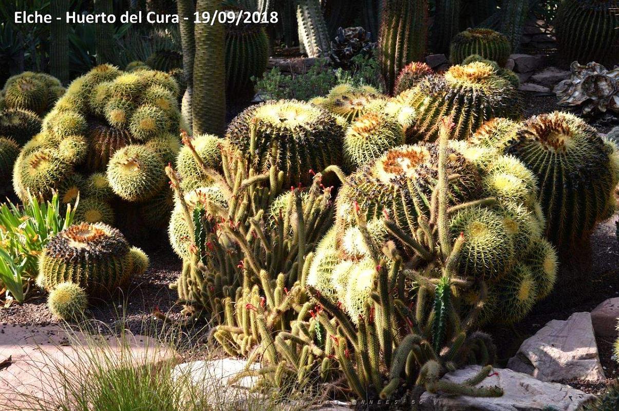 19 ELCHE HUERTO DEL CURA (103).JPG